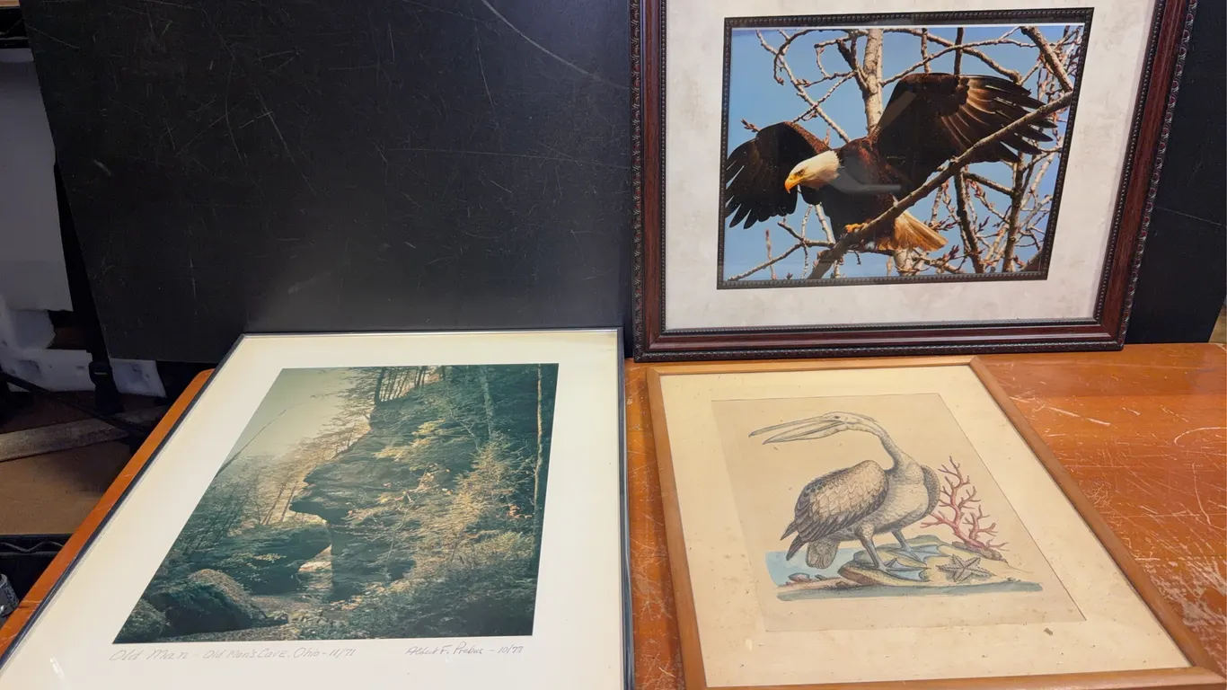 Three Framed Nature & Wildlife Prints
