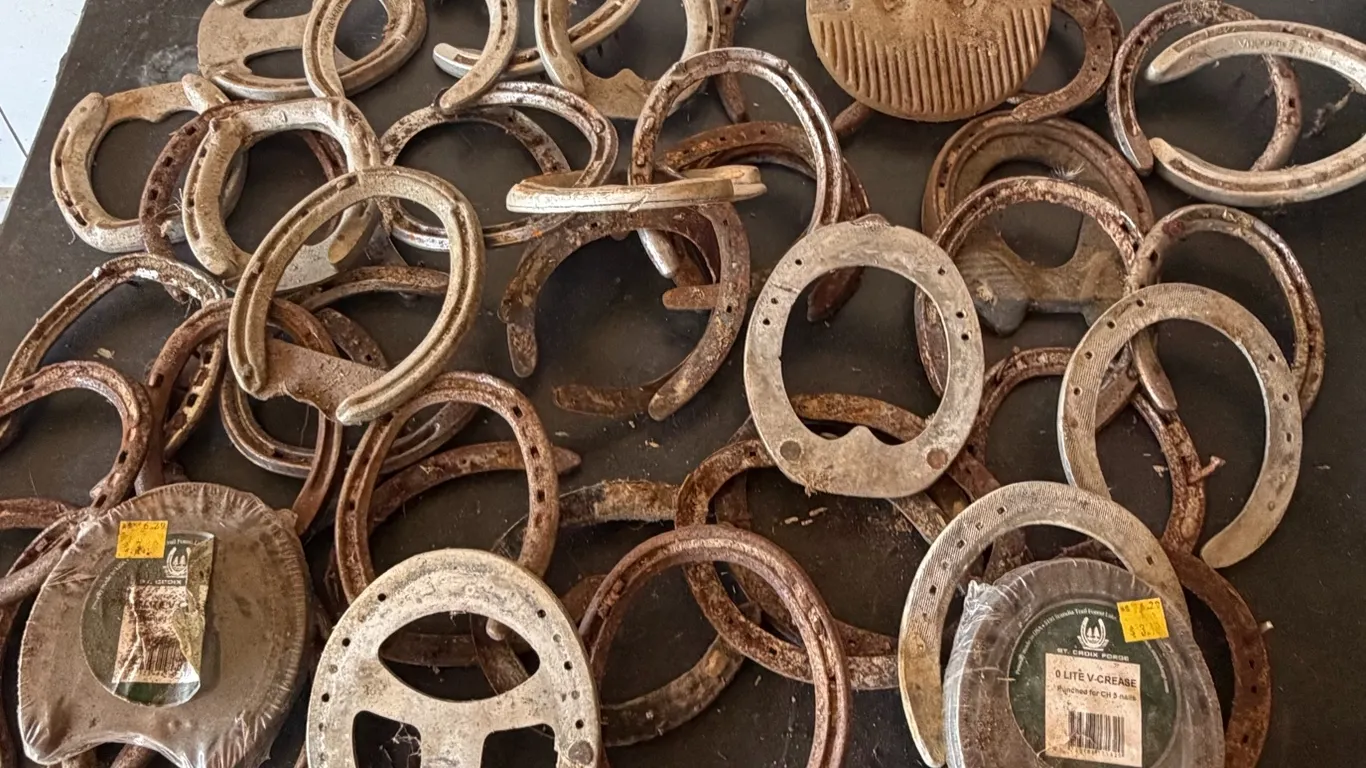 Large Lot of Vintage Horseshoes & Hoof Pads