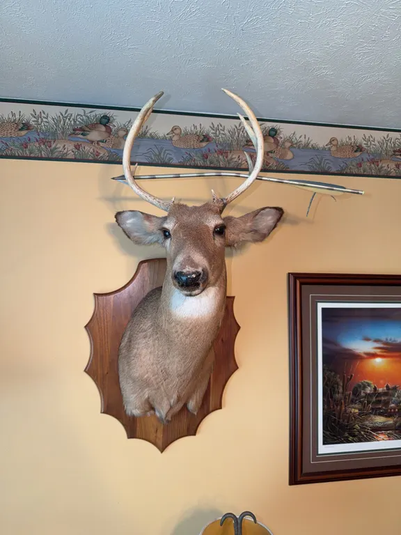 White Tail Buck Mount