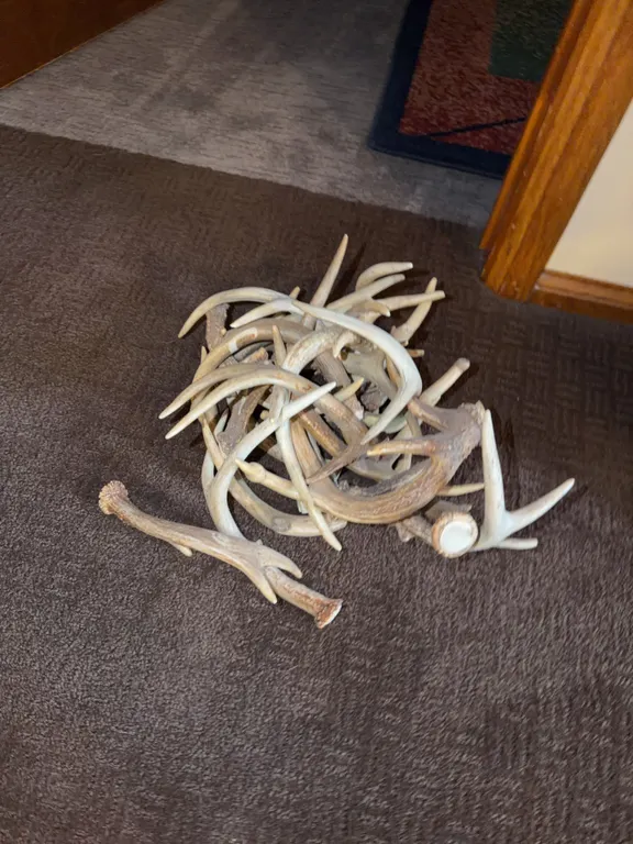 Antlers