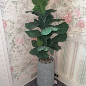 Decorative plant