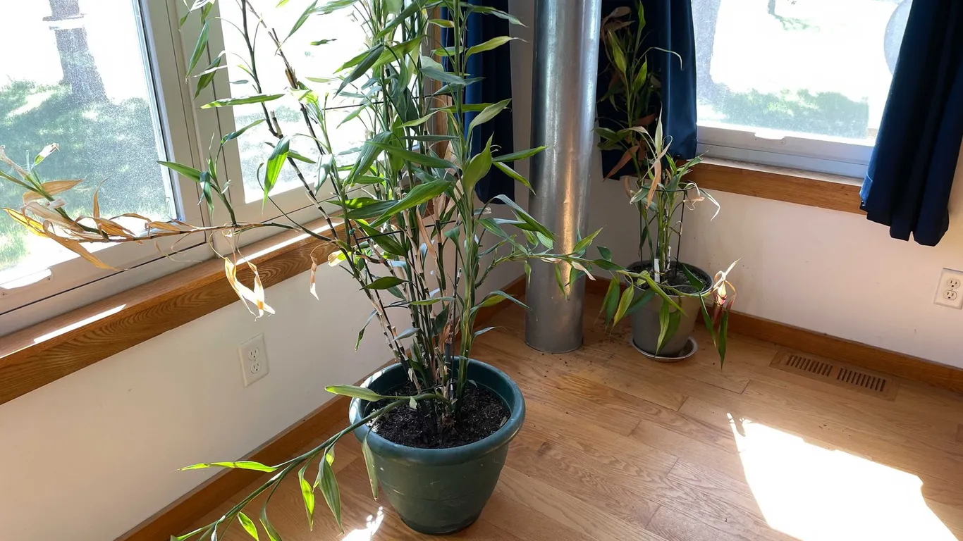 (2) Plants