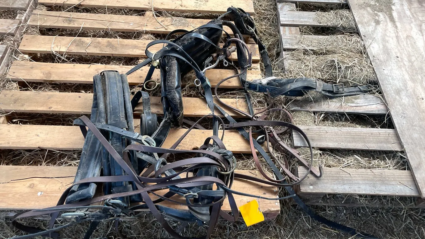 Horse Lot