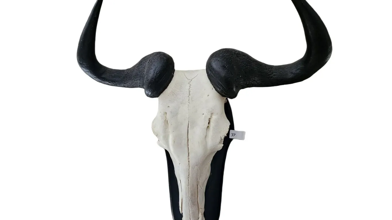 Wildebeest European Skull Mount on Black Plaque