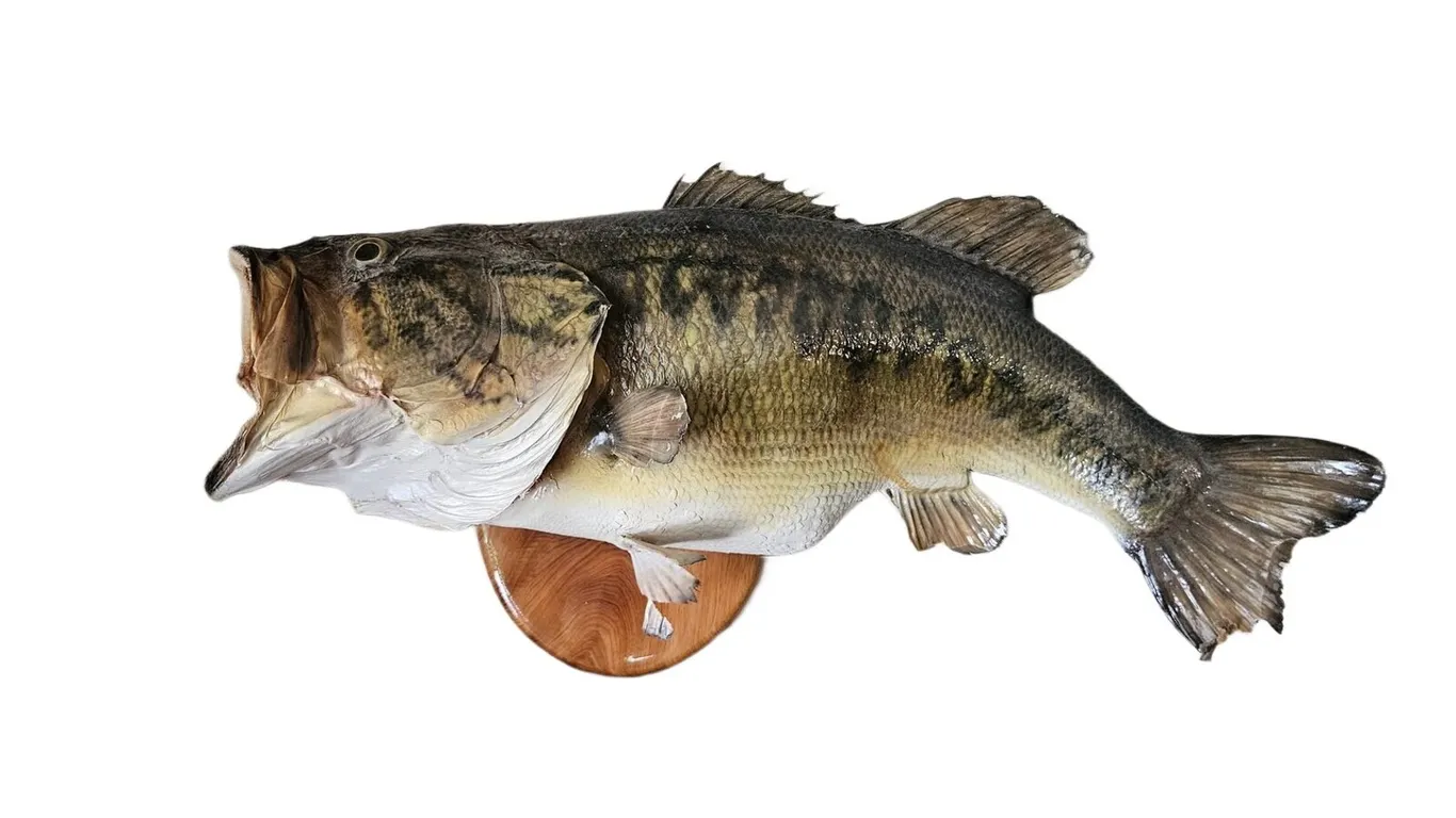 Largemouth Bass Taxidermy Mount, 22 in., Oval Wood Plaque