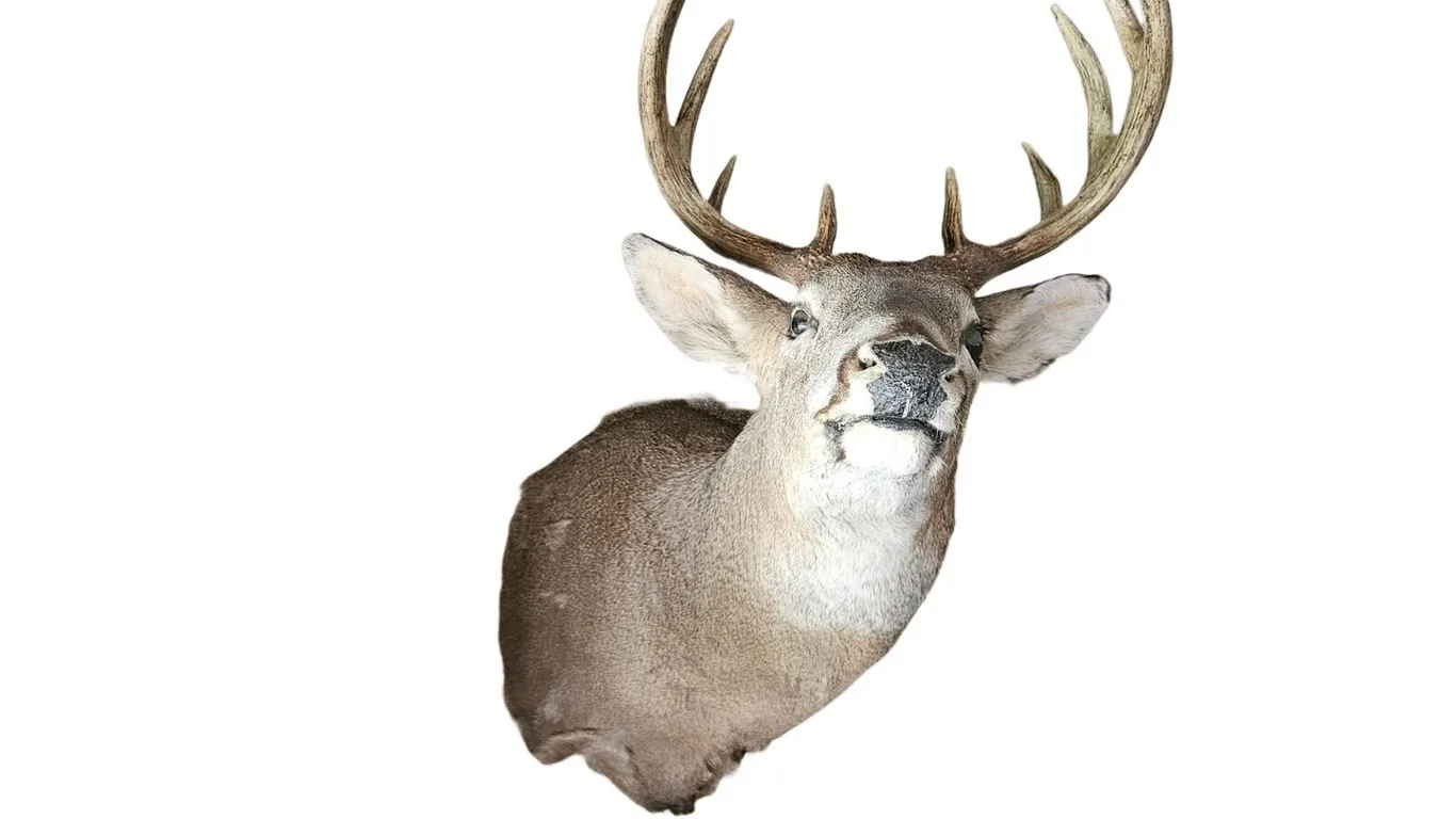 Whitetail Deer Shoulder Mount, 10-Point Typical Rack