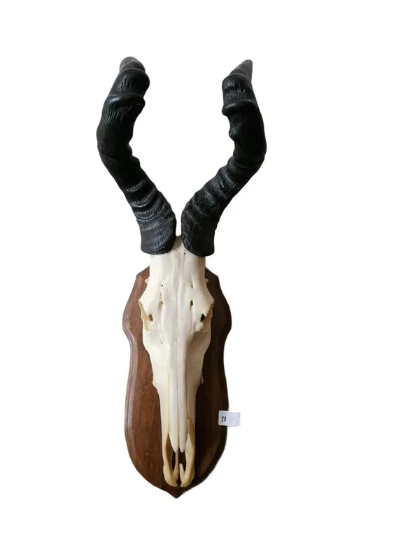 Hartebeest European Skull Mount on Wood Shield Plaque