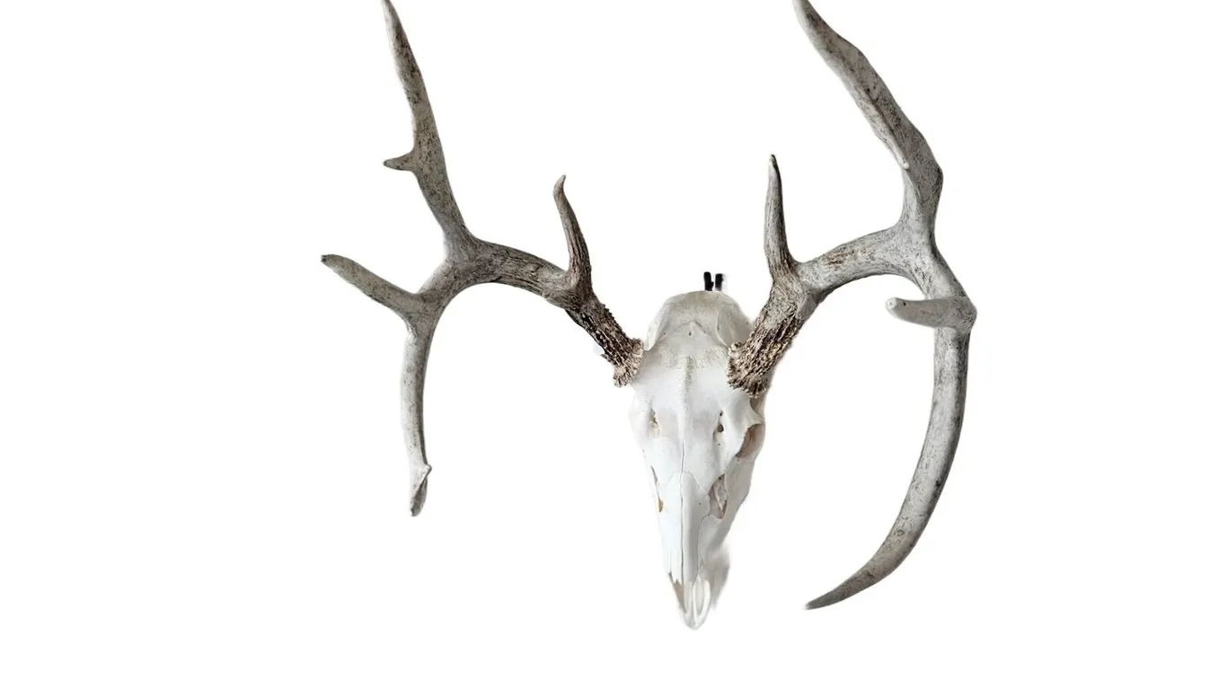 Whitetail Deer European Skull Mount with Antlers