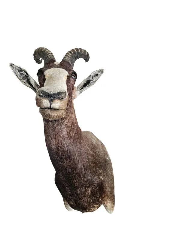 Blessbok Goat Shoulder Mount, Ridged Curling Horns, 34 in