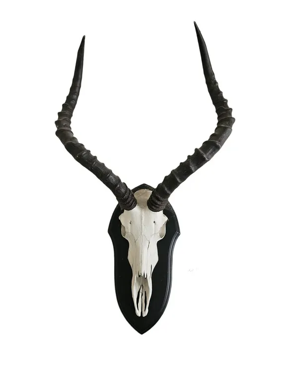 Impala European Skull Mount on Black Shield Plaque