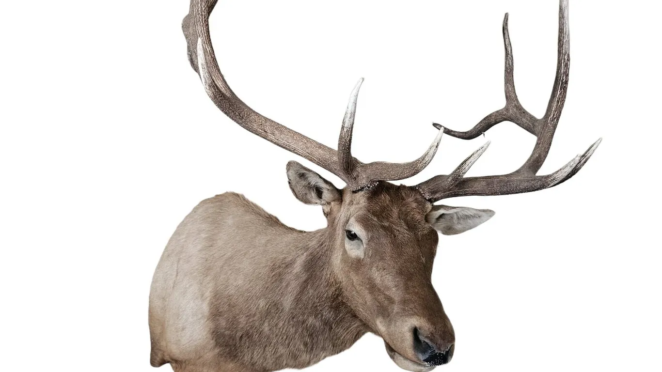 Bull Elk Shoulder Mount Taxidermy, 6x6 Antlers