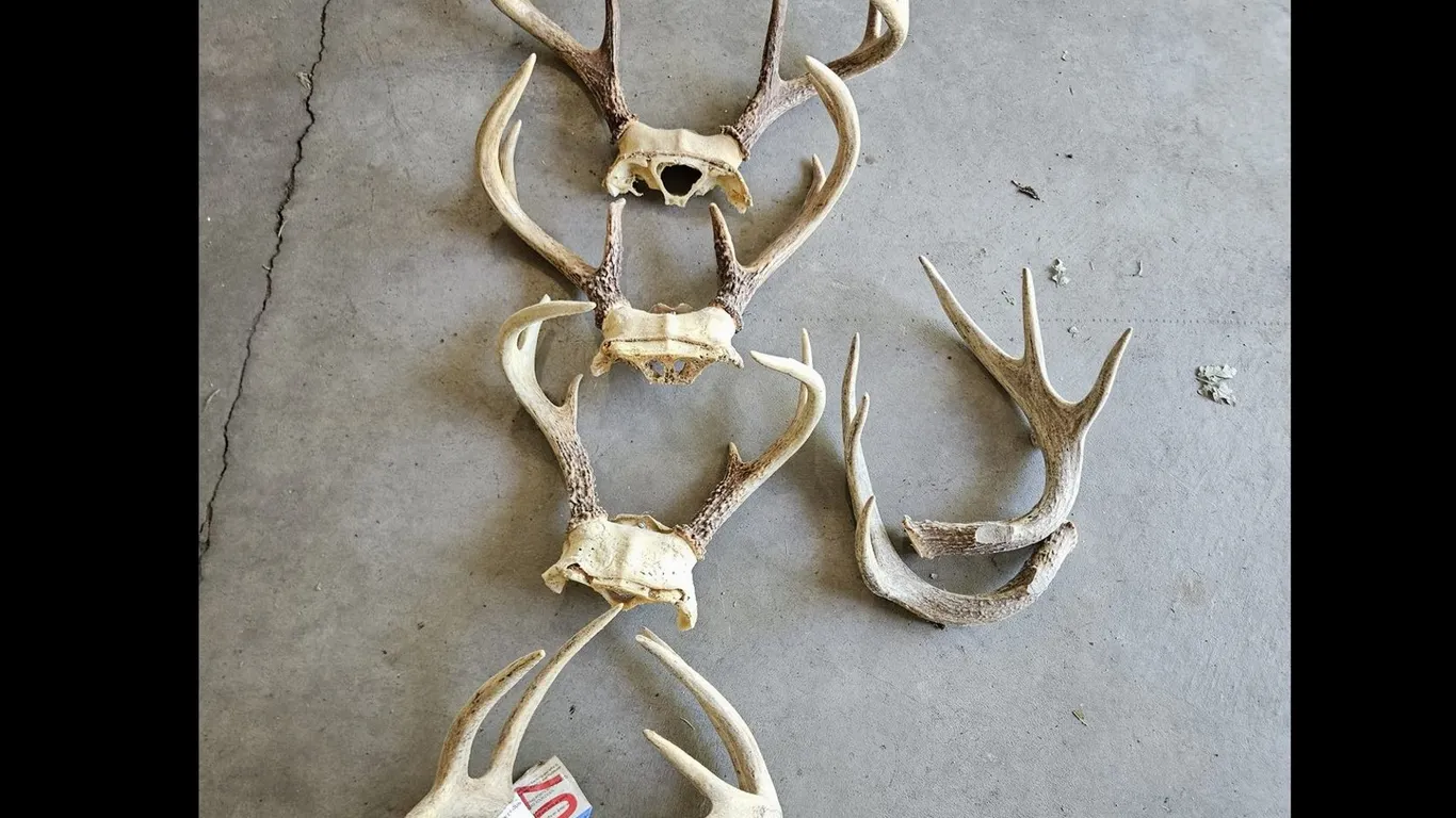 Four Whitetail Antler Racks on Skull Plates, Plus Loose Antlers