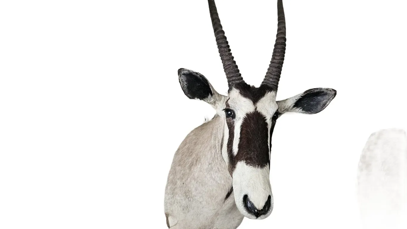 Gemsbok Oryx Shoulder Mount Taxidermy, 54 in Tall