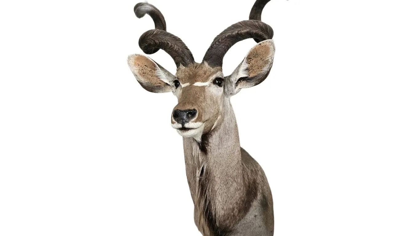 Greater Kudu Shoulder Mount Taxidermy, 62 in Tall