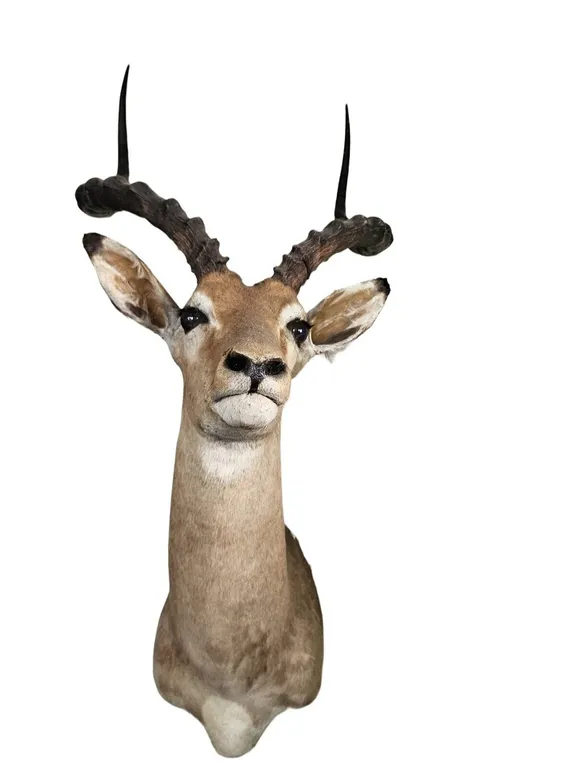 Impala Shoulder Mount Taxidermy, 37 in Tall