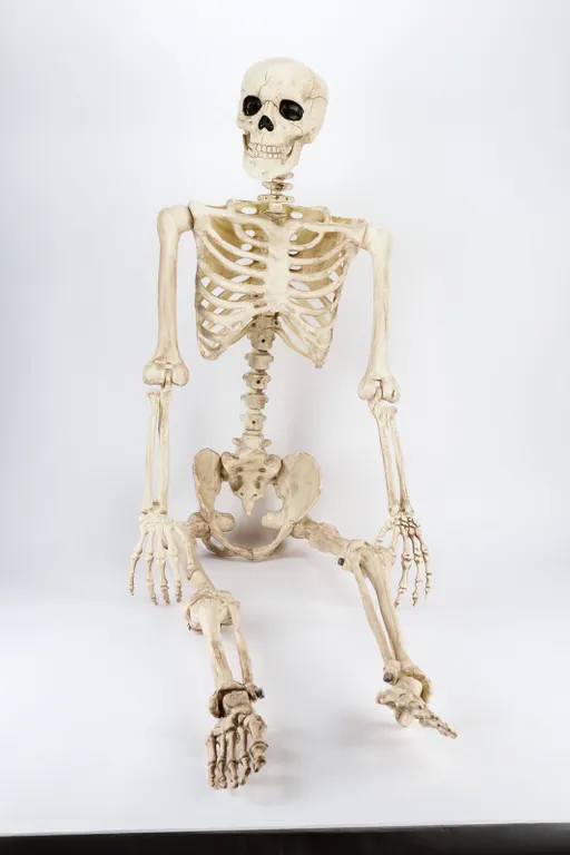 Life-Size Hanging Skeleton Prop