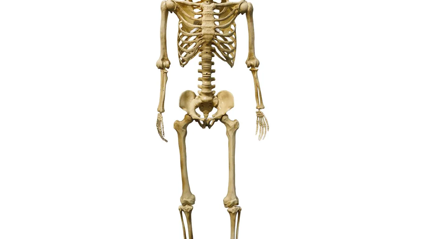 Life-Size Skeleton Prop with Light Up Eyes