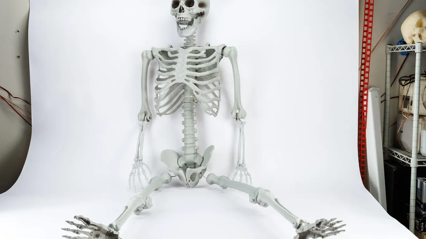 Life-Size Skeleton Prop