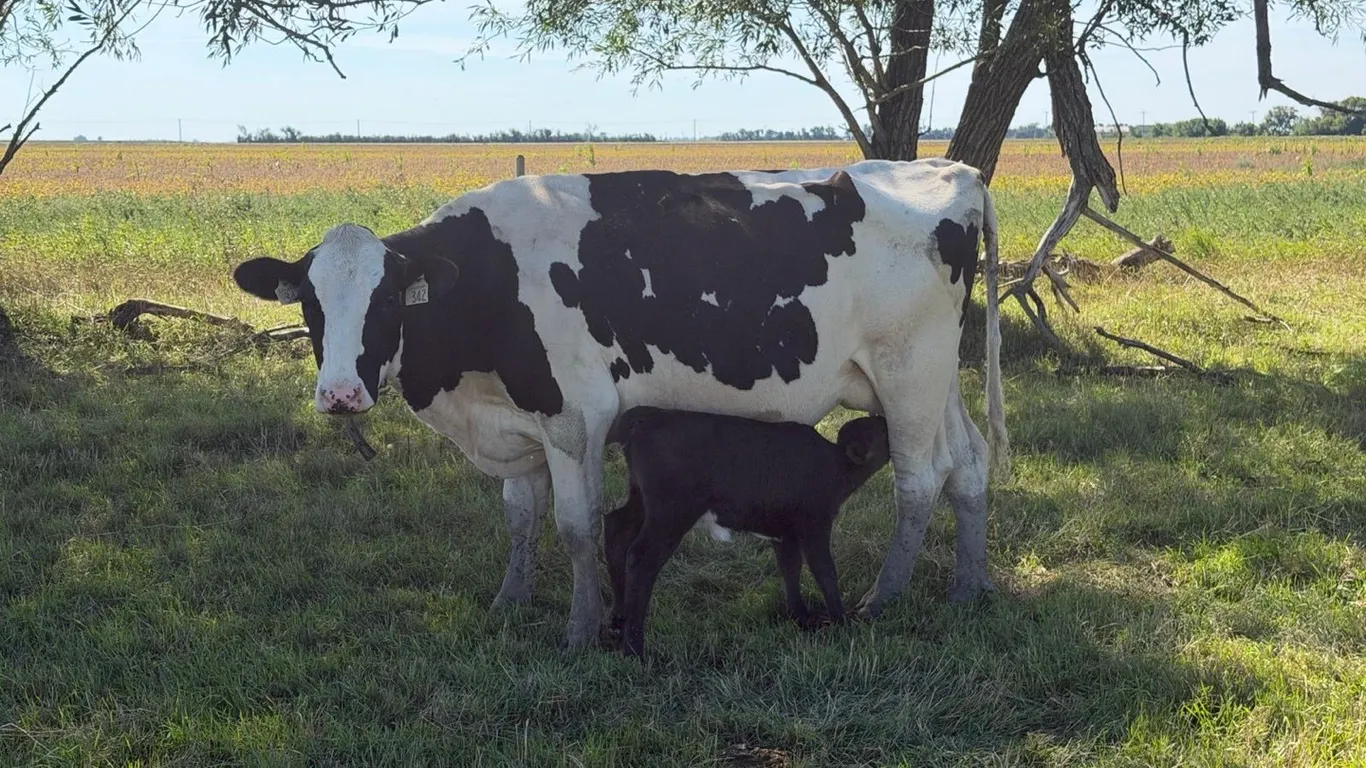 OFFSITE - Holstein cow with angus cross heifer calf at foot