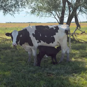 OFFSITE - Holstein cow with angus cross heifer calf at foot