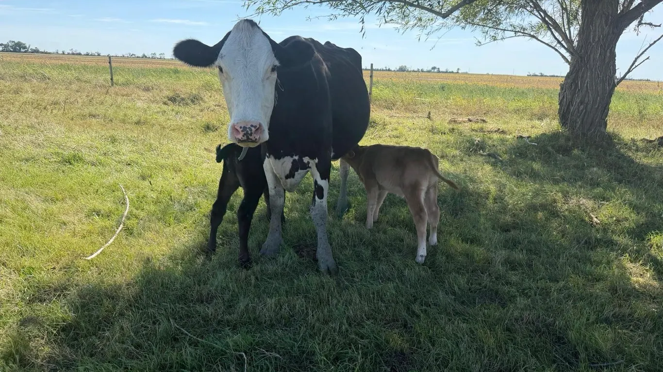 OFFSITE - Cross bred cow with set of twins one bull calf one steer calf sell as a group