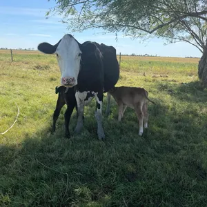 OFFSITE - Cross bred cow with set of twins one bull calf one steer calf sell as a group