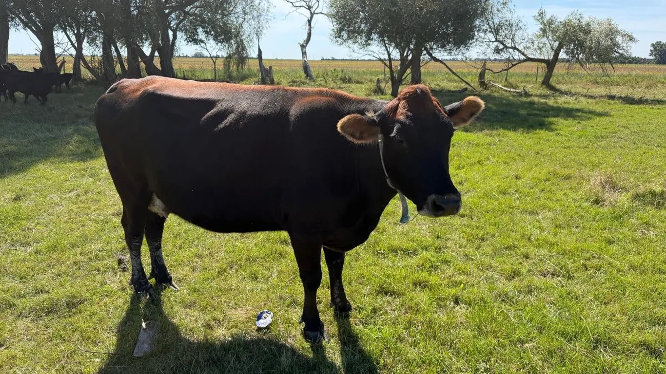 OFFSITE - Younger jersey cross is all put term due ready to calve here