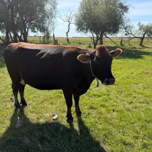OFFSITE - Younger jersey cross is all put term due ready to calve here