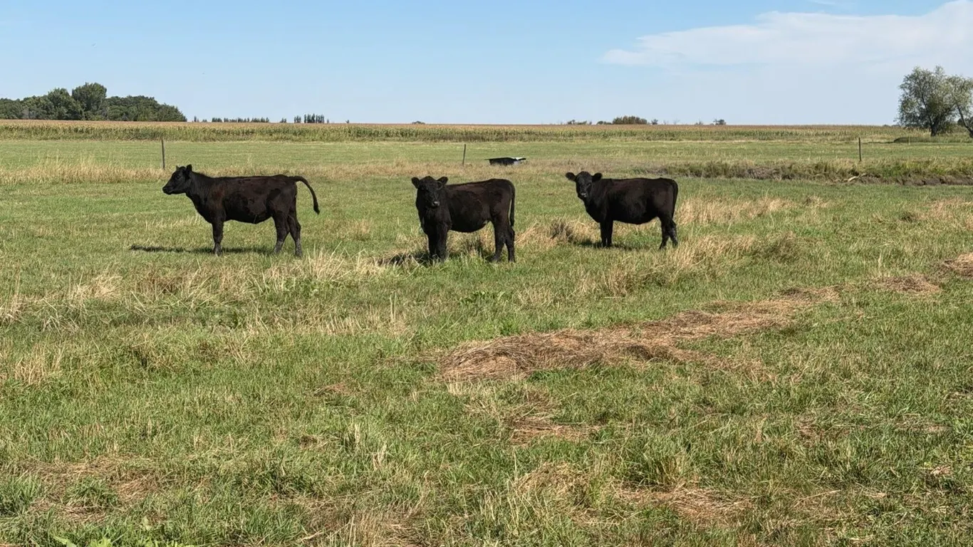 OFFSITE - 3 -black angus young heifers approx 395 lbs sell as a package
