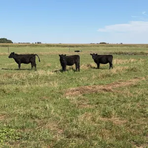 OFFSITE - 3 -black angus young heifers approx 395 lbs sell as a package