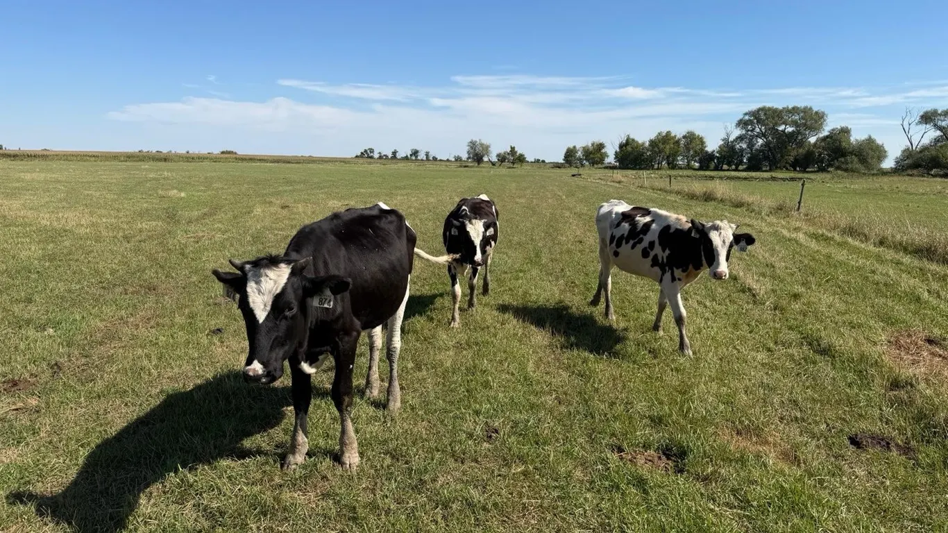 OFFSITE - 3 Holstein heifers approx 395 lbs sell as a group , they are green