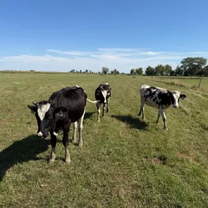 OFFSITE - 3 Holstein heifers approx 395 lbs sell as a group , they are green