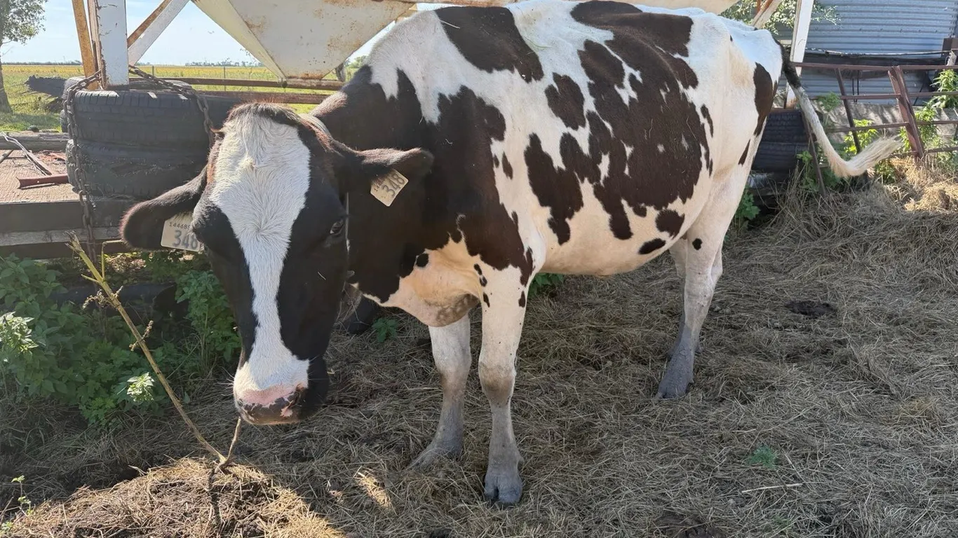 OFFSITE - ***UPDATE*** Holstein bred cow is now a pair with 2 new twin heifer calves at foot