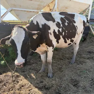 OFFSITE - Holstein cow dry , bred