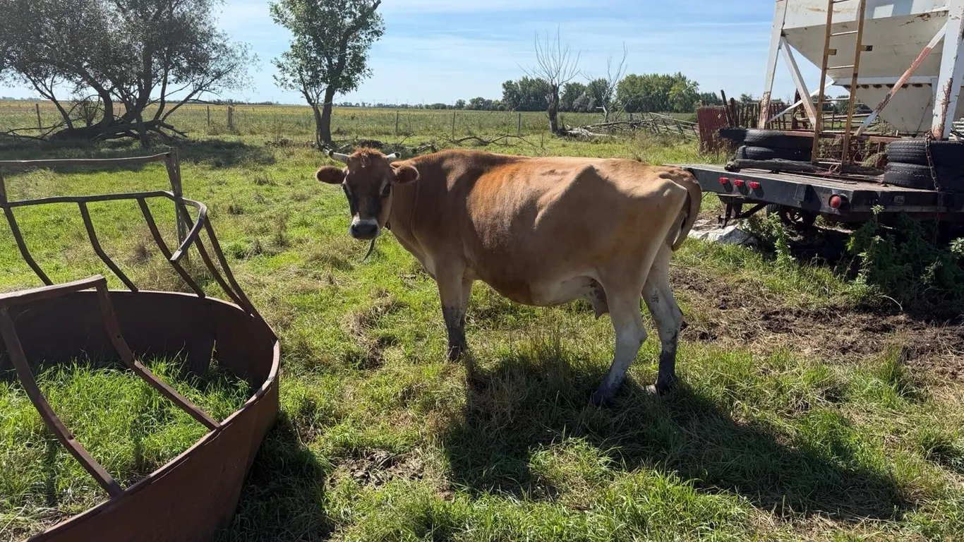 OFFSITE - Jersey cow , dry , bred