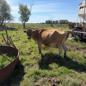 OFFSITE - Jerry cow , dry , bred