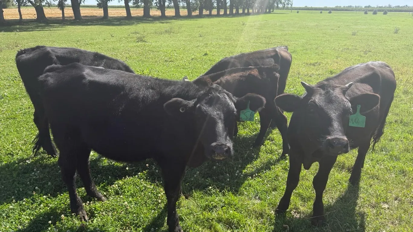 OFFSITE - 5 cross bred black calves approx 395 plus lbs not the one small one , 4 heifers 1 steer calf sell as a group of 5 as one lot