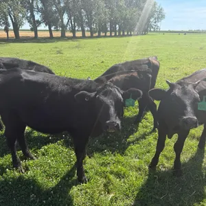 OFFSITE - 5 cross bred black calves approx 395 plus lbs not the one small one , 4 heifers 1 steer calf sell as a group of 5 as one lot