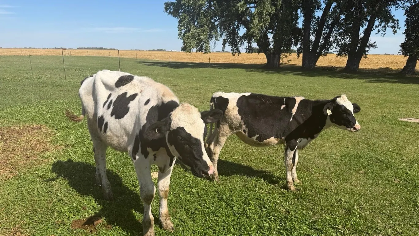 OFFSITE - 2 Holstein calves one larger steer one smaller heifer , the big guy is 450 lb approx and the heifer is approx 325 lb sell as a team together