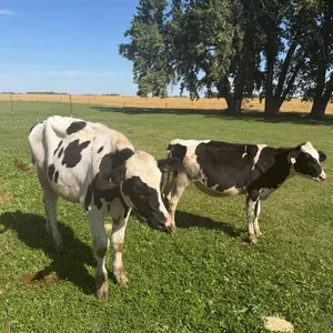 OFFSITE - 2 Holstein calves one larger steer one smaller heifer , the big guy is 450 lb approx and the heifer is approx 325 lb sell as a team together