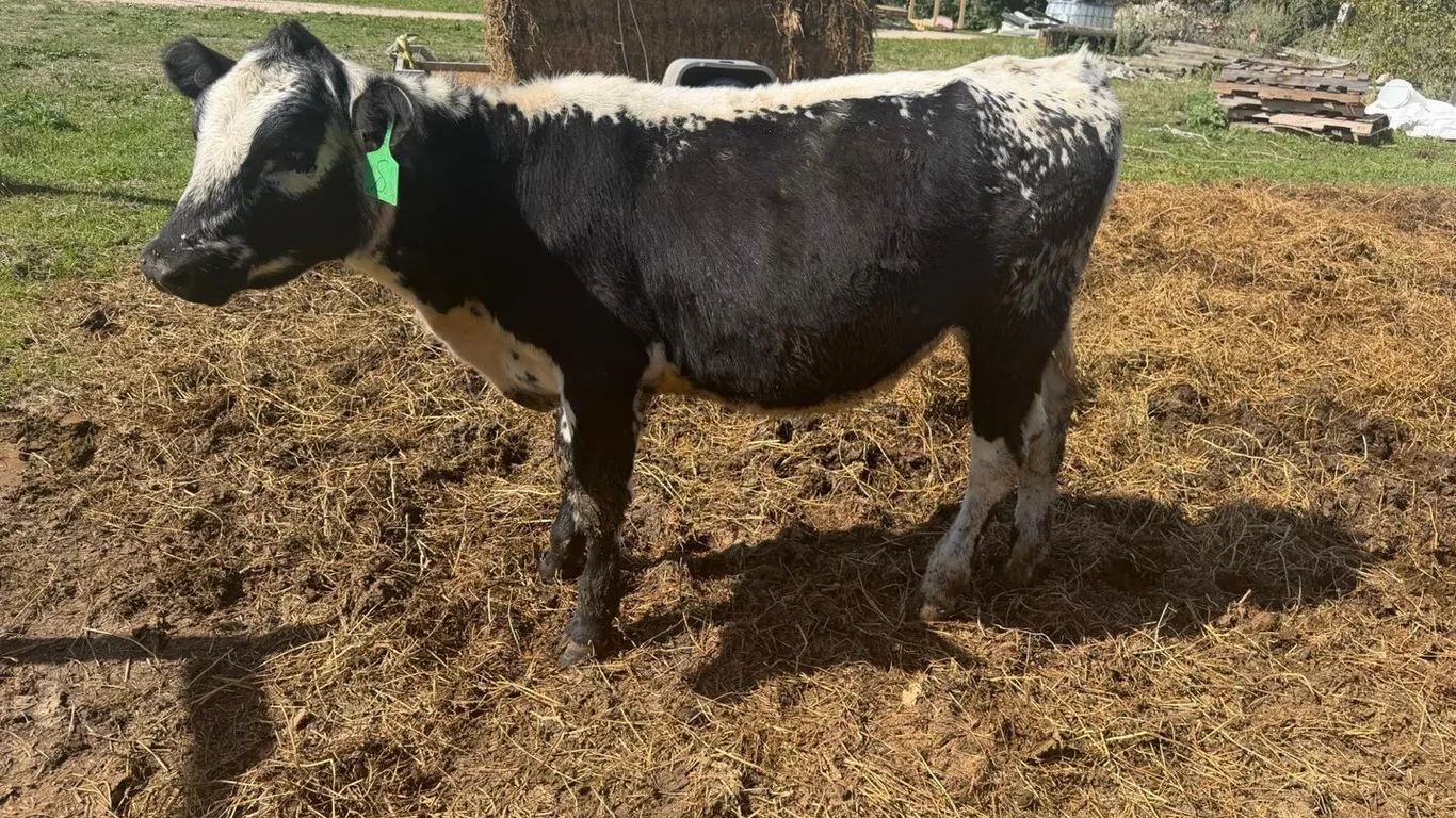 OFFSITE - Speckled park heifer approx 395 lbs