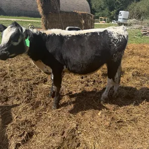 OFFSITE - Speckled park heifer approx 395 lbs