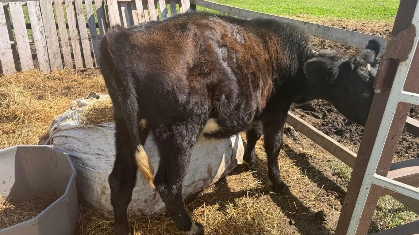 OFFSITE - Smaller black calf approx 300 lb , heifer calf