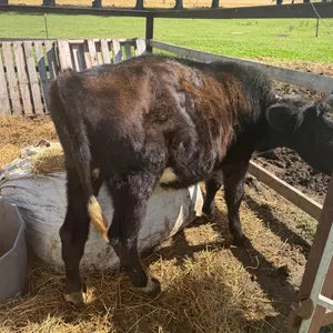 OFFSITE - Smaller black calf approx 300 lb , heifer calf