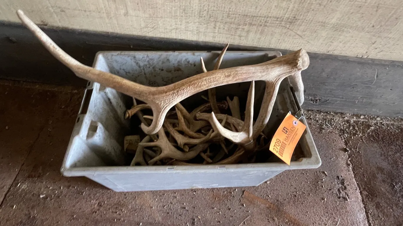 Box of Antlers