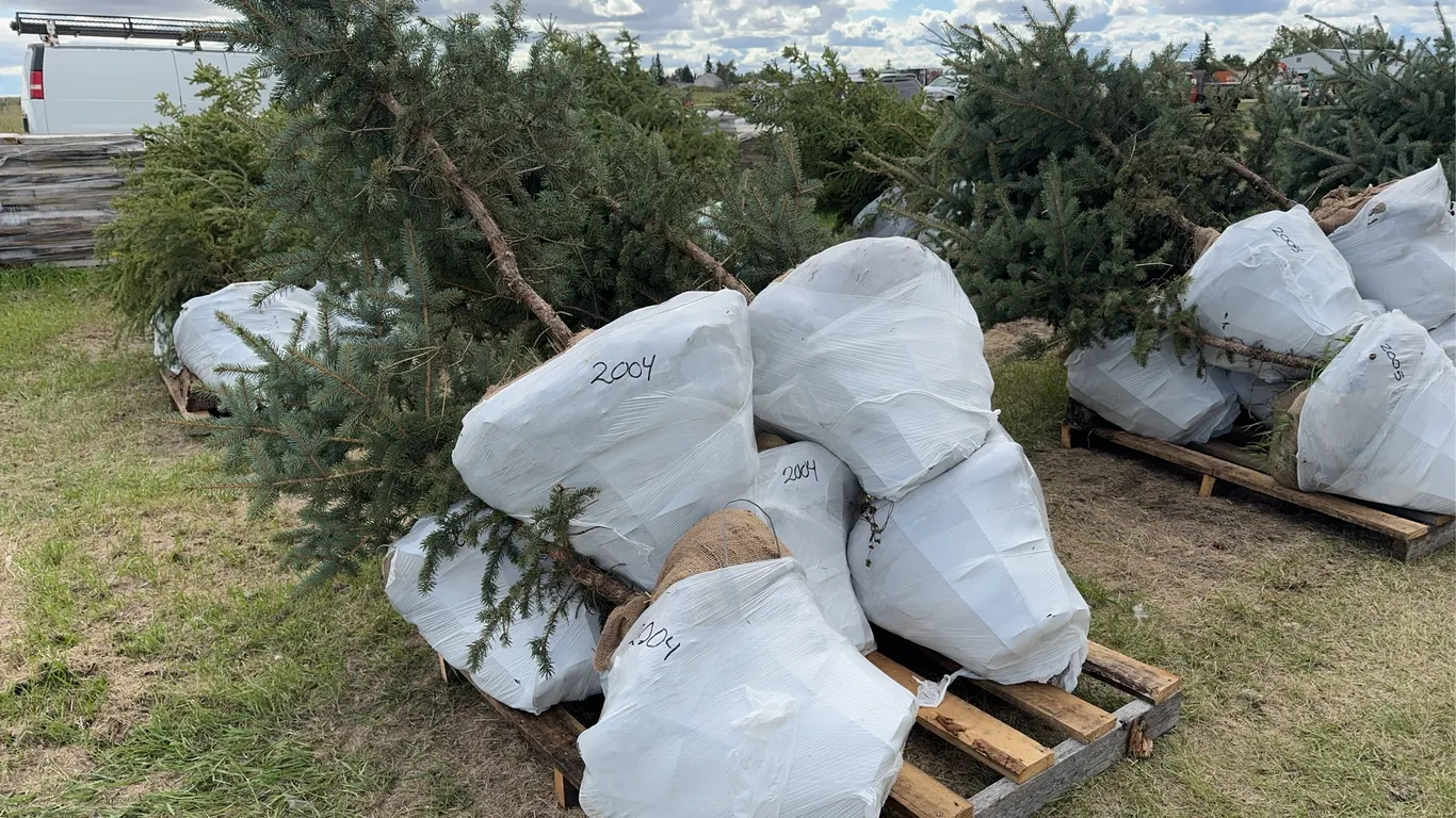 7 - 4-5ft Blue Spruce Trees in Wire Basket ( 7x Bid Price ) *Unreserved*