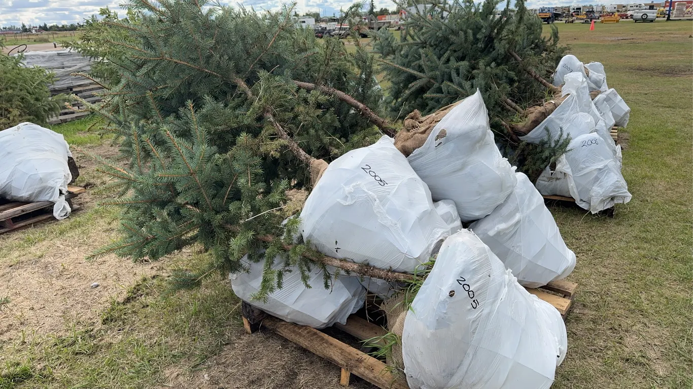 7 - 4-5ft Blue Spruce Trees in Wire Basket ( 7x Bid Price ) *Unreserved*