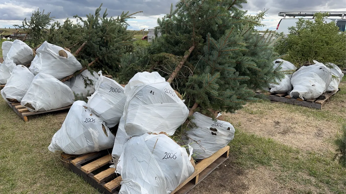 7 - 4-5ft Blue Spruce Trees in Wire Basket ( 7x Bid Price ) *Unreserved*