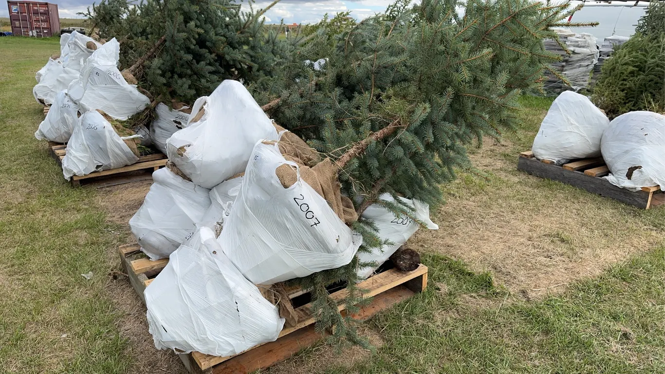 7 - 4-5ft Blue Spruce Trees in Wire Basket ( 7x Bid Price ) *Unreserved*