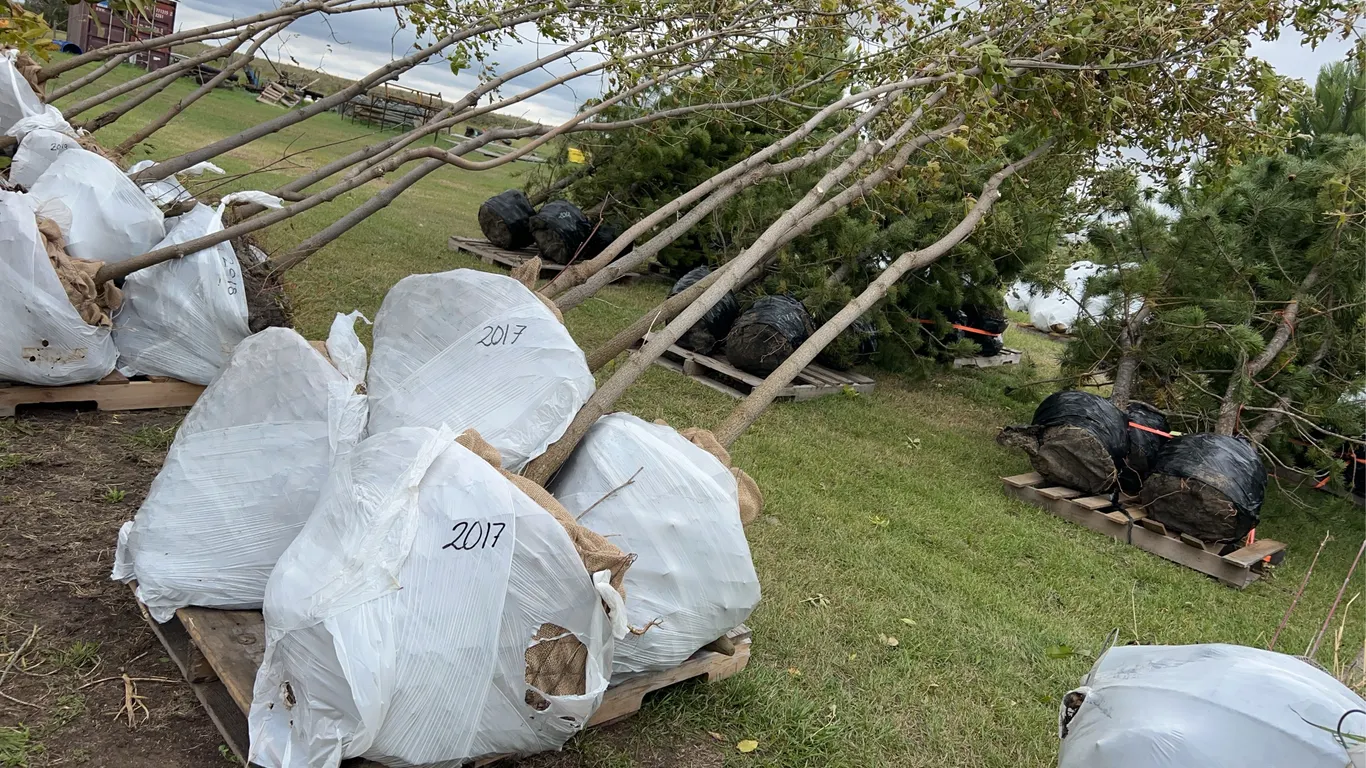 5 - 8-11ft Manitoba Maple Trees in Wire Basket ( 5x Bid Price ) *Unreserved*
